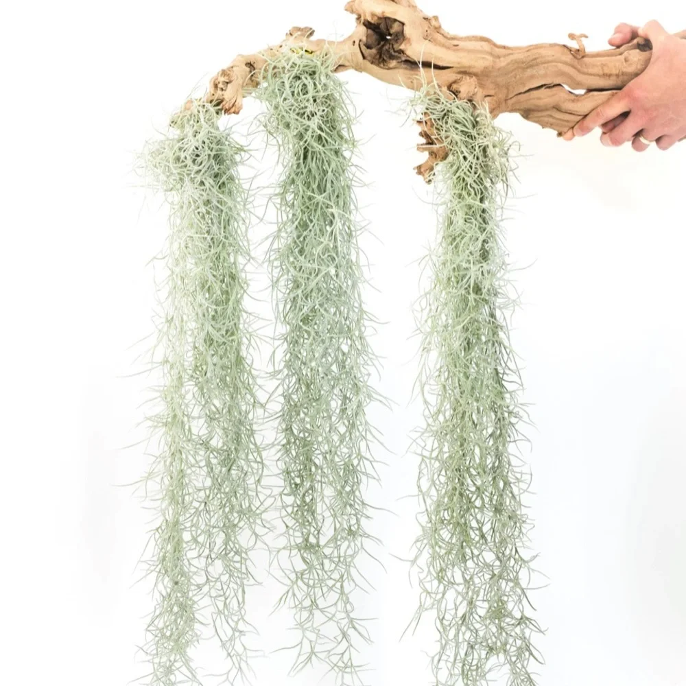 Spanish moss approximately 2 lbs for crafts